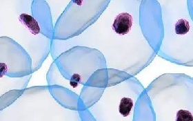 AcceGen Mesenchymal Stem Cells (MSC) 